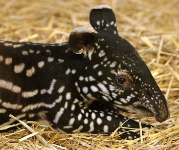 Maleise tapir (Tapirus indicus)