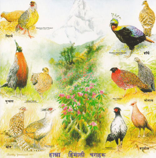 De 6 soorten Himalaya fazanten van Nepal