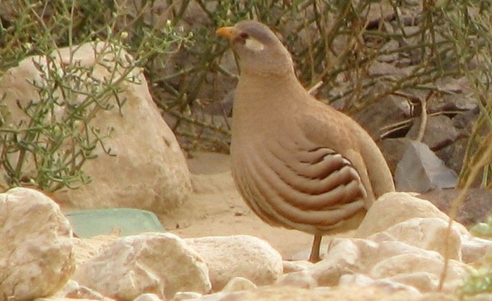 Arabische woestijnpatrijs (Ammoperdix heyi)