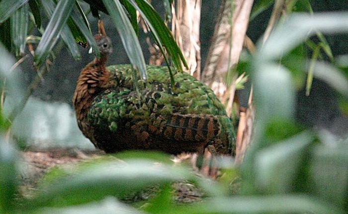 Congo pauw (Afropavo congensis)