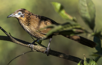 Egelbabbelaar (Turdoides nipalensis)