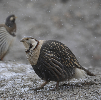 Himalaya-berghoen (Tetraogallus himalayensis)