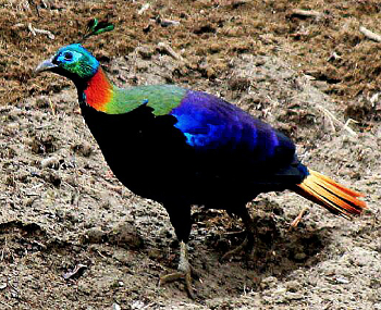 Himalayaglansfazant (Lophophorus impejanus)