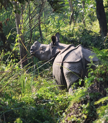 Indische neushoorn (Rhinoceros unicornis)