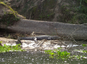 De moeraskrokodil (Crocodylus palustris)
