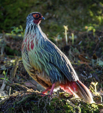 Nepalbloedfazant (Ithaginis cruentus cruentus)
