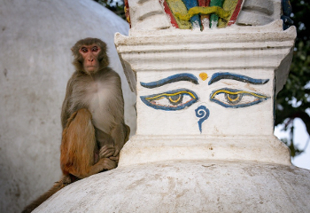 Resusaap (Macaca mulatta)