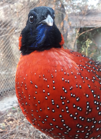 Satyrtragopaan (Tragopan satyra)