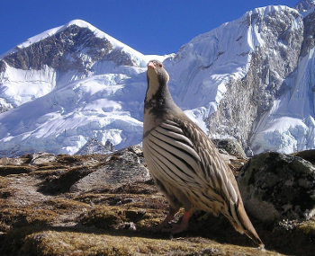 Tibetaans berghoen (Tetraogallus tibetanus)