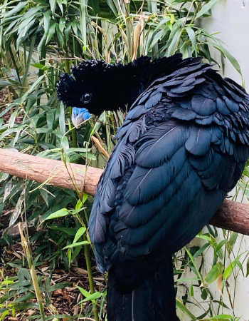 Een blauwknobbelhokko (Crax alberti) in Zoutleeuw