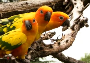 Zonparkieten (Aratinga solstitialis)